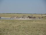 Africa 099 : Africa, Animal, Botswana, Landscape, Makgadikgadi, Mammal, Waterhole, Wildebeest, Zebra